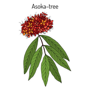 Ashoka … a flower , a friend to women .